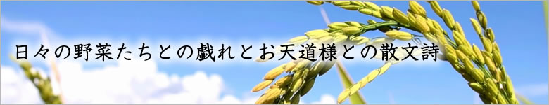 日々の野菜たちとの戯れとお天道様との散文詩